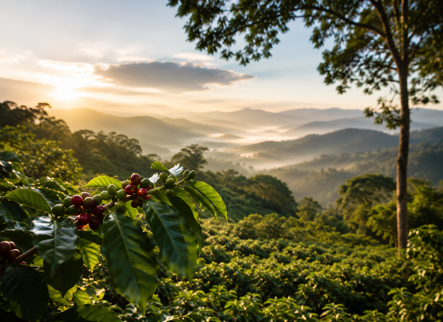 Misty rainforest coffee-growing landscape with coffee cherry branches